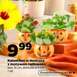 Netto Kalanchoe w doniczce z motywem Halloween oferta