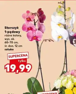 Kaufland Storczyk 1-pędowy oferta