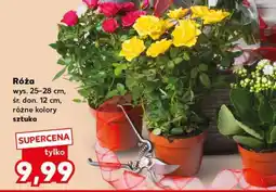 Kaufland Róża oferta