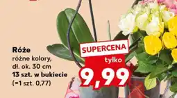Kaufland Róże oferta
