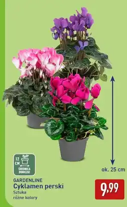 ALDI Gardenline Cyklamen perski oferta