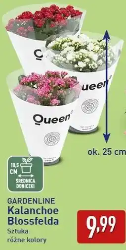 ALDI Gardenline Kalanchoe Blossfelda oferta