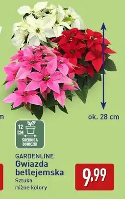 ALDI Gardenline Gwiazda betlejemska oferta