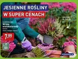 ALDI Wrzos wielokolorowy GARDENLINE oferta