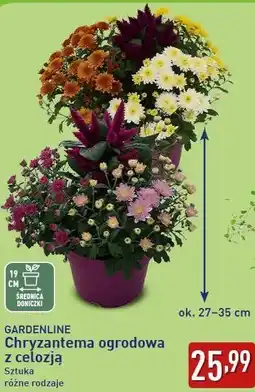 ALDI Chryzantema ogrodowa z celozją GARDENLINE oferta