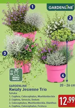 ALDI Kwiaty Jesienne Trio GARDENLINE oferta