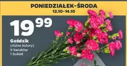 Netto Goździk bukiet oferta