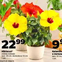 Netto Hibiscus oferta