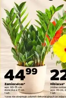 Netto Zamioculcas oferta