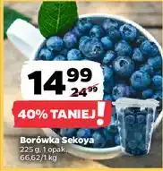 Netto Borówka Sekoya oferta