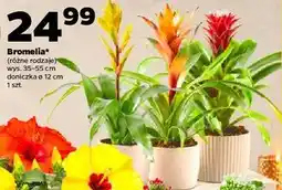 Netto Bromelia oferta