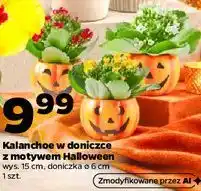 Netto Kalanchoe w doniczce z motywem Halloween oferta