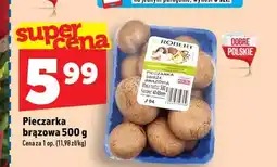 Topaz Pieczarka brązowa Robert oferta