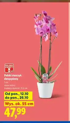 Lidl Polski storczyk dwupędowy oferta