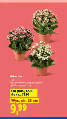 Lidl Kalanchoe oferta
