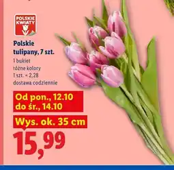Lidl Polskie tulipany 7 szt oferta