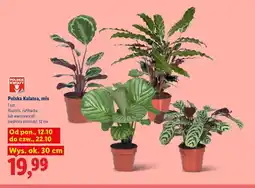 Lidl Polska kalatea illustris oferta
