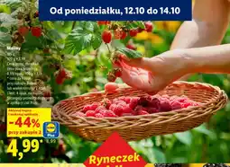 Lidl Maliny oferta