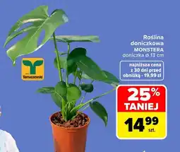 Carrefour Roślina doniczkowa Monstera doniczka Ø 13 cm Tomaszewski oferta