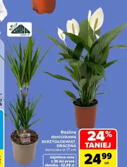Carrefour Roślina doniczkowa Dracena doniczka Ø 17 cm Zasa Group oferta