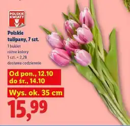 Lidl Polskie tulipany, 7 szt oferta
