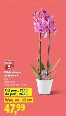 Lidl Polski storczyk dwupędowy oferta