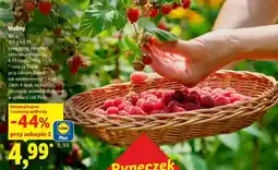 Lidl Maliny oferta