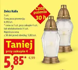 Lidl Znicz Kalia oferta