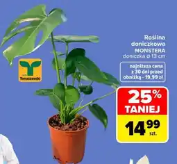 Carrefour Roślina doniczkowa MONSTERA oferta