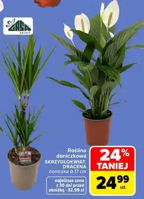 Roślina doniczkowa SKRZYDŁOKWIAT, DRACENA