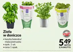 Makro Zioła w doniczce oferta