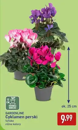 ALDI GARDENLINE Cyklamen perski oferta