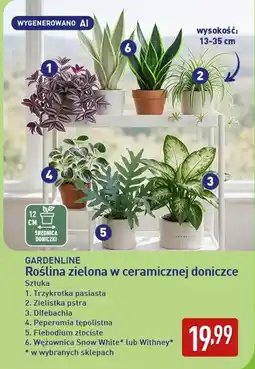 ALDI GARDENLINE Roślina zielona w ceramicznej doniczce oferta