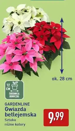 ALDI GARDENLINE Gwiazda betlejemska oferta
