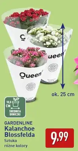 ALDI GARDENLINE Kalanchoe Blossfelda oferta