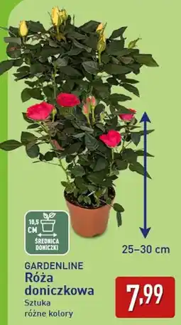 ALDI GARDENLINE Róża doniczkowa oferta