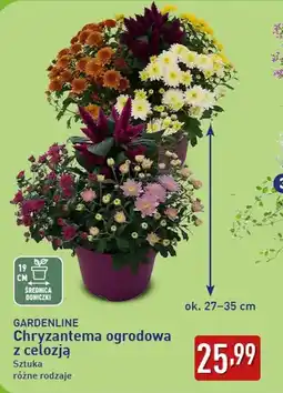 ALDI GARDENLINE Chryzantema ogrodowa z celozją oferta