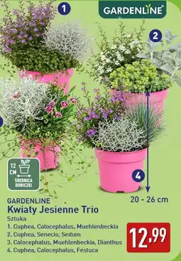 ALDI GARDENLINE Kwiaty Jesienne Trio oferta
