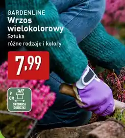 ALDI GARDENLINE Wrzos wielokolorowy oferta