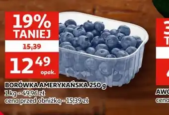 Borówka Amerykańska