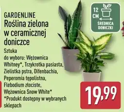 ALDI Roślina zielona w ceramicznej doniczce oferta