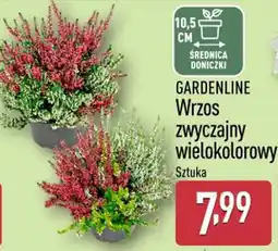 ALDI GARDENLINE Wrzos zwyczajny wielokolorowy oferta