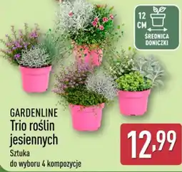 ALDI GARDENLINE Trio roślin jesiennych oferta