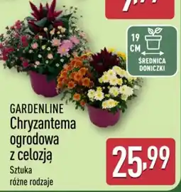 ALDI GARDENLINE Chryzantema ogrodowa z celozją oferta