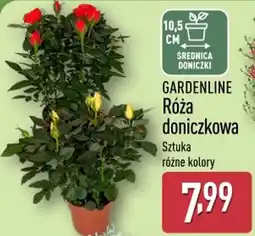 ALDI GARDENLINE Róża doniczkowa oferta