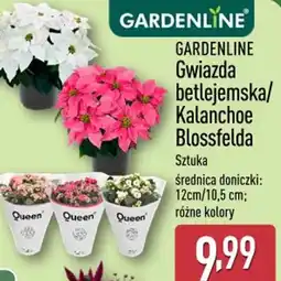 ALDI Gardenline gwiazda betlejemska/kalanchoe blossfelda oferta