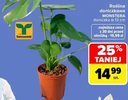 Carrefour Market Roślina doniczkowa MONSTERA oferta