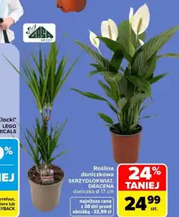 Carrefour Market Roślina doniczkowa SKRZYDŁOKWIAT, DRACENA oferta