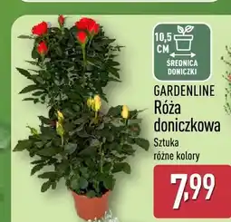 ALDI Róża doniczkowa Gardenline oferta