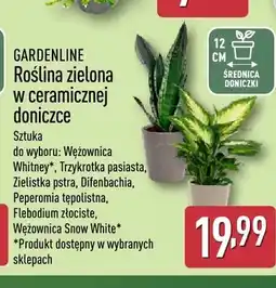 ALDI Roślina zielona w ceramicznej doniczce wężownica Whitney Gardenline oferta